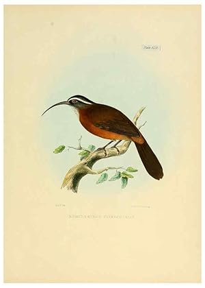 Image du vendeur pour Reproduccin/Reproduction 6418335533: Illustrations of Indian ornithology Madras :Printed by P.R. Hunt, American Mission Press,1847 mis en vente par EL BOLETIN