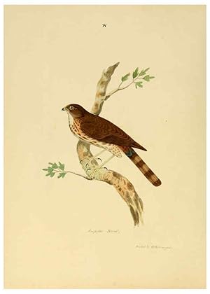 Image du vendeur pour Reproduccin/Reproduction 6418319743: Illustrations of Indian ornithology Madras :Printed by P.R. Hunt, American Mission Press,1847 mis en vente par EL BOLETIN