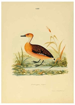 Image du vendeur pour Reproduccin/Reproduction 6418326091: Illustrations of Indian ornithology Madras :Printed by P.R. Hunt, American Mission Press,1847 mis en vente par EL BOLETIN