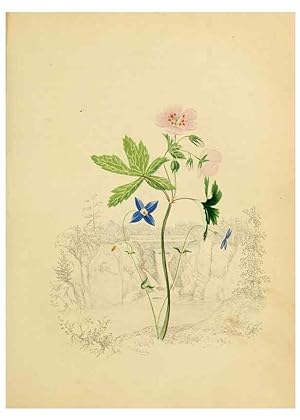 Seller image for Reproduccin/Reproduction 6838276082: American wild flowers in their native haunts. G.S. Appleton for sale by EL BOLETIN