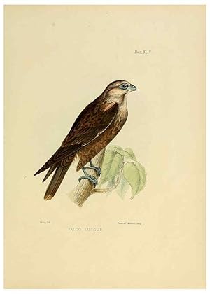 Image du vendeur pour Reproduccin/Reproduction 6418333975: Illustrations of Indian ornithology Madras :Printed by P.R. Hunt, American Mission Press,1847 mis en vente par EL BOLETIN