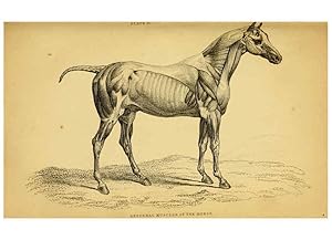 Seller image for Reproduccin/Reproduction 6441423511: The natural history of horses Edinburgh :W.H. Lizars,1841 for sale by EL BOLETIN