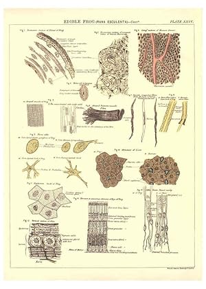 Image du vendeur pour Reproduccin/Reproduction 6441478635: Biological atlas: a guide to the practical study of plants and animals Edinburgh,W. & A. K. Johnston,1880 mis en vente par EL BOLETIN