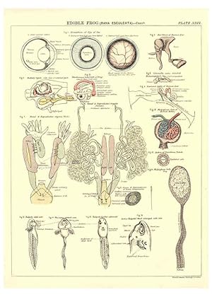 Image du vendeur pour Reproduccin/Reproduction 6441478151: Biological atlas: a guide to the practical study of plants and animals Edinburgh,W. & A. K. Johnston,1880 mis en vente par EL BOLETIN