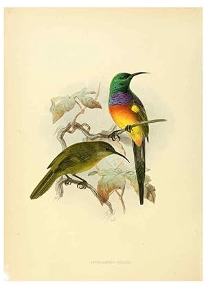 Seller image for Reproduccin/Reproduction 6431084019: A monograph of the Nectariniidae, or, Family of sun-birds London :Published by the author,1876-1880 for sale by EL BOLETIN