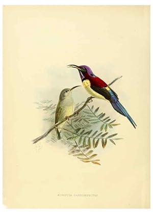 Seller image for Reproduccin/Reproduction 6431085605: A monograph of the Nectariniidae, or, Family of sun-birds London :Published by the author,1876-1880 for sale by EL BOLETIN