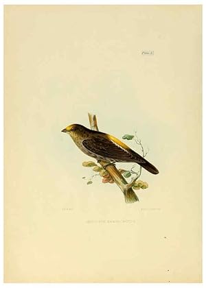 Image du vendeur pour Reproduccin/Reproduction 6418336045: Illustrations of Indian ornithology Madras :Printed by P.R. Hunt, American Mission Press,1847 mis en vente par EL BOLETIN