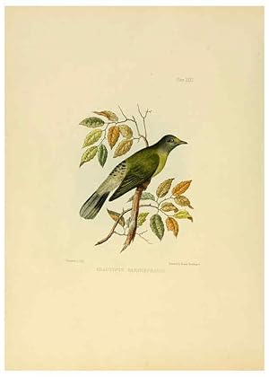 Image du vendeur pour Reproduccin/Reproduction 6418329345: Illustrations of Indian ornithology Madras :Printed by P.R. Hunt, American Mission Press,1847 mis en vente par EL BOLETIN