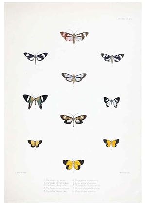 Image du vendeur pour Reproduccin/Reproduction 6441541343: Illustrations of typical specimens of Lepidoptera Heterocera in the collection of the British Museum. v.1. London: Printed by order of the Trustees1879- mis en vente par EL BOLETIN