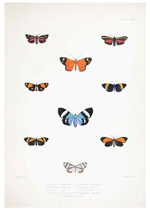 Image du vendeur pour Reproduccin/Reproduction 6441540945: Illustrations of typical specimens of Lepidoptera Heterocera in the collection of the British Museum. v.1. London: Printed by order of the Trustees1879- mis en vente par EL BOLETIN