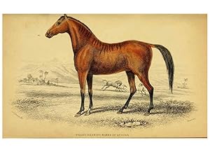 Imagen del vendedor de Reproduccin/Reproduction 6441432459: The natural history of horses Edinburgh :W.H. Lizars,1841 a la venta por EL BOLETIN