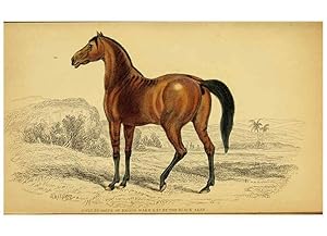 Imagen del vendedor de Reproduccin/Reproduction 6441432859: The natural history of horses Edinburgh :W.H. Lizars,1841 a la venta por EL BOLETIN