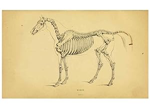 Seller image for Reproduccin/Reproduction 6441423207: The natural history of horses Edinburgh :W.H. Lizars,1841 for sale by EL BOLETIN