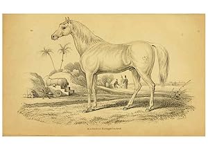 Seller image for Reproduccin/Reproduction 6441426601: The natural history of horses Edinburgh :W.H. Lizars,1841 for sale by EL BOLETIN