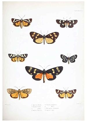 Image du vendeur pour Reproduccin/Reproduction 6441536903: Illustrations of typical specimens of Lepidoptera Heterocera in the collection of the British Museum. v.1. London: Printed by order of the Trustees1879- mis en vente par EL BOLETIN