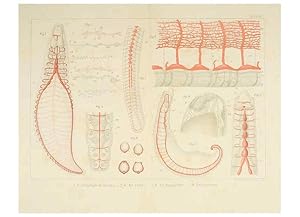 Immagine del venditore per Reproduccin/Reproduction 6430789439: Entwicklungsgeschichtliche untersuchungen. atlas. Prag,J. Otto,1888-1892 venduto da EL BOLETIN