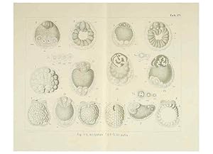 Immagine del venditore per Reproduccin/Reproduction 6430785163: Entwicklungsgeschichtliche untersuchungen. atlas. Prag,J. Otto,1888-1892 venduto da EL BOLETIN