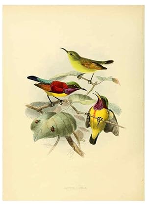 Seller image for Reproduccin/Reproduction 6431102013: A monograph of the Nectariniidae, or, Family of sun-birds London :Published by the author,1876-1880 for sale by EL BOLETIN