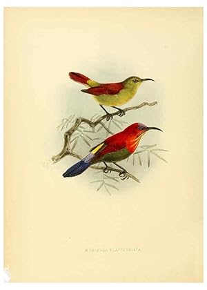 Seller image for Reproduccin/Reproduction 6431088031: A monograph of the Nectariniidae, or, Family of sun-birds London :Published by the author,1876-1880 for sale by EL BOLETIN