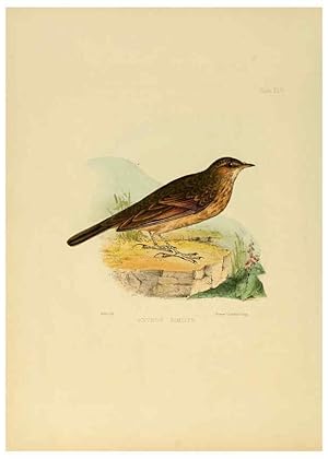 Image du vendeur pour Reproduccin/Reproduction 6418334299: Illustrations of Indian ornithology Madras :Printed by P.R. Hunt, American Mission Press,1847 mis en vente par EL BOLETIN