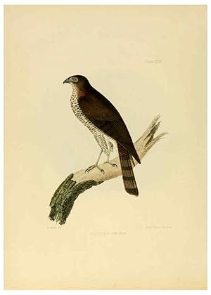 Image du vendeur pour Reproduccin/Reproduction 6418328537: Illustrations of Indian ornithology Madras :Printed by P.R. Hunt, American Mission Press,1847 mis en vente par EL BOLETIN