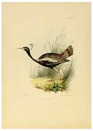 Image du vendeur pour Reproduccin/Reproduction 6418330093: Illustrations of Indian ornithology Madras :Printed by P.R. Hunt, American Mission Press,1847 mis en vente par EL BOLETIN