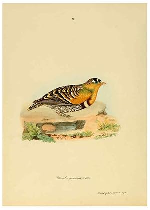 Image du vendeur pour Reproduccin/Reproduction 6418321853: Illustrations of Indian ornithology Madras :Printed by P.R. Hunt, American Mission Press,1847 mis en vente par EL BOLETIN