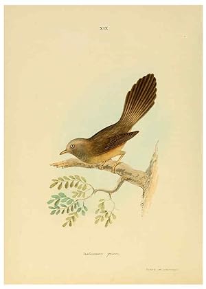 Image du vendeur pour Reproduccin/Reproduction 6418324777: Illustrations of Indian ornithology Madras :Printed by P.R. Hunt, American Mission Press,1847 mis en vente par EL BOLETIN