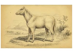 Imagen del vendedor de Reproduccin/Reproduction 6441426229: The natural history of horses Edinburgh :W.H. Lizars,1841 a la venta por EL BOLETIN