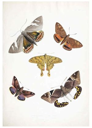 Imagen del vendedor de Reproduccin/Reproduction 6441535687: Illustrations of typical specimens of Lepidoptera Heterocera in the collection of the British Museum. v.1. London: Printed by order of the Trustees1879- a la venta por EL BOLETIN