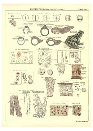 Image du vendeur pour Reproduccin/Reproduction 6441478385: Biological atlas: a guide to the practical study of plants and animals Edinburgh,W. & A. K. Johnston,1880 mis en vente par EL BOLETIN