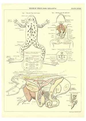 Image du vendeur pour Reproduccin/Reproduction 6441476905: Biological atlas: a guide to the practical study of plants and animals Edinburgh,W. & A. K. Johnston,1880 mis en vente par EL BOLETIN