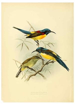 Seller image for Reproduccin/Reproduction 6431084769: A monograph of the Nectariniidae, or, Family of sun-birds London :Published by the author,1876-1880 for sale by EL BOLETIN