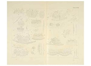 Immagine del venditore per Reproduccin/Reproduction 6430787917: Entwicklungsgeschichtliche untersuchungen. atlas. Prag,J. Otto,1888-1892 venduto da EL BOLETIN