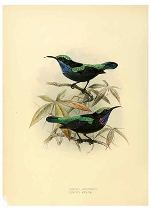 Seller image for Reproduccin/Reproduction 6431099607: A monograph of the Nectariniidae, or, Family of sun-birds London :Published by the author,1876-1880 for sale by EL BOLETIN