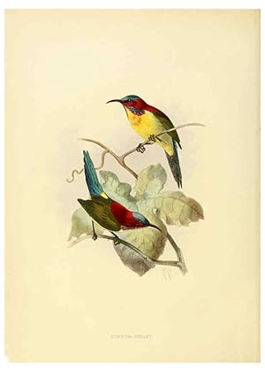 Seller image for Reproduccin/Reproduction 6431095299: A monograph of the Nectariniidae, or, Family of sun-birds London :Published by the author,1876-1880 for sale by EL BOLETIN