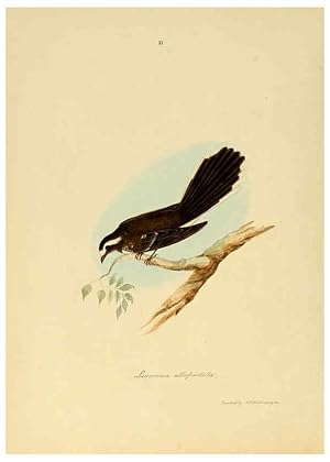 Image du vendeur pour Reproduccin/Reproduction 6418318791: Illustrations of Indian ornithology Madras :Printed by P.R. Hunt, American Mission Press,1847 mis en vente par EL BOLETIN