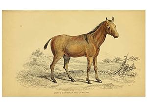 Seller image for Reproduccin/Reproduction 6441429411: The natural history of horses Edinburgh :W.H. Lizars,1841 for sale by EL BOLETIN