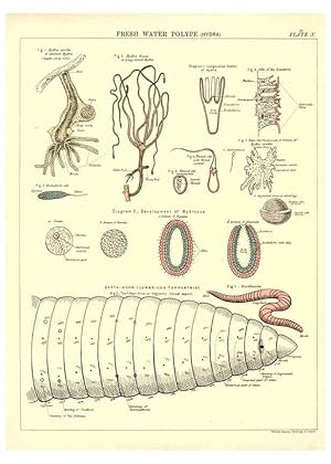 Image du vendeur pour Reproduccin/Reproduction 6441474303: Biological atlas: a guide to the practical study of plants and animals Edinburgh,W. & A. K. Johnston,1880 mis en vente par EL BOLETIN