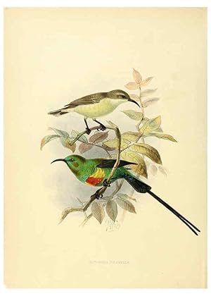 Seller image for Reproduccin/Reproduction 6431082411: A monograph of the Nectariniidae, or, Family of sun-birds London :Published by the author,1876-1880 for sale by EL BOLETIN