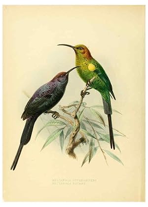 Seller image for Reproduccin/Reproduction 6431083091: A monograph of the Nectariniidae, or, Family of sun-birds London :Published by the author,1876-1880 for sale by EL BOLETIN