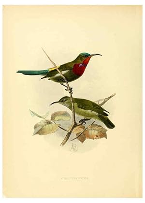 Seller image for Reproduccin/Reproduction 6431084329: A monograph of the Nectariniidae, or, Family of sun-birds London :Published by the author,1876-1880 for sale by EL BOLETIN