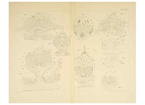 Immagine del venditore per Reproduccin/Reproduction 6430788197: Entwicklungsgeschichtliche untersuchungen. atlas. Prag,J. Otto,1888-1892 venduto da EL BOLETIN