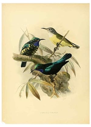 Seller image for Reproduccin/Reproduction 6431100387: A monograph of the Nectariniidae, or, Family of sun-birds London :Published by the author,1876-1880 for sale by EL BOLETIN