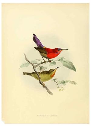 Seller image for Reproduccin/Reproduction 6431093803: A monograph of the Nectariniidae, or, Family of sun-birds London :Published by the author,1876-1880 for sale by EL BOLETIN