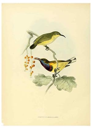 Seller image for Reproduccin/Reproduction 6431104065: A monograph of the Nectariniidae, or, Family of sun-birds London :Published by the author,1876-1880 for sale by EL BOLETIN