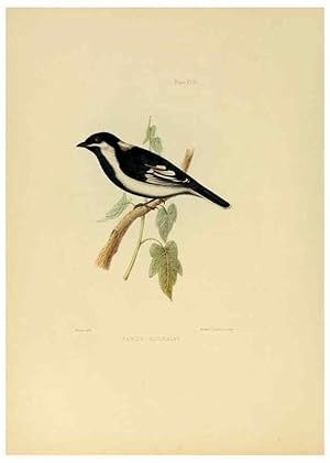 Image du vendeur pour Reproduccin/Reproduction 6418334615: Illustrations of Indian ornithology Madras :Printed by P.R. Hunt, American Mission Press,1847 mis en vente par EL BOLETIN