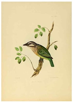 Image du vendeur pour Reproduccin/Reproduction 6418327095: Illustrations of Indian ornithology Madras :Printed by P.R. Hunt, American Mission Press,1847 mis en vente par EL BOLETIN