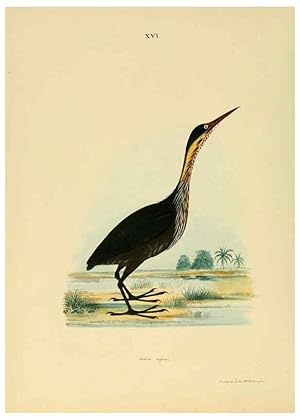 Image du vendeur pour Reproduccin/Reproduction 6418323809: Illustrations of Indian ornithology Madras :Printed by P.R. Hunt, American Mission Press,1847 mis en vente par EL BOLETIN