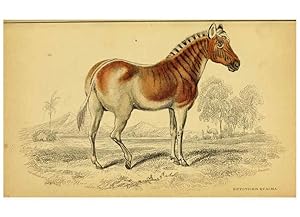 Seller image for Reproduccin/Reproduction 6441431595: The natural history of horses Edinburgh :W.H. Lizars,1841 for sale by EL BOLETIN